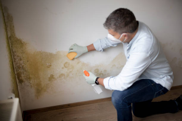 Best Black Mold Removal  in Bayard, NE